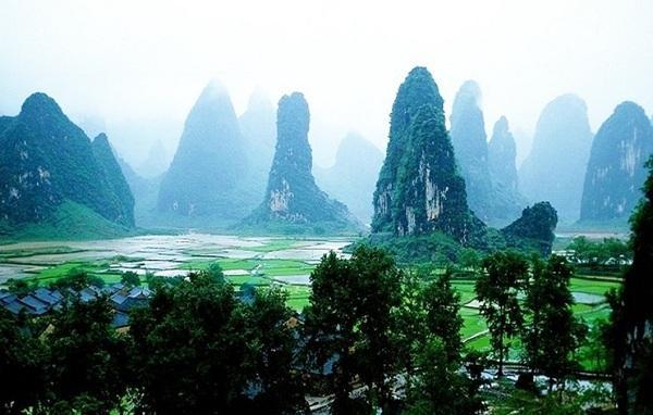 拯救枯树